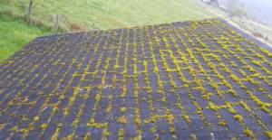 Roof Shampoo Roof Cleaning Service Picture of moss before a roof shampoo roof cleaning service on asphalt shingle roofing