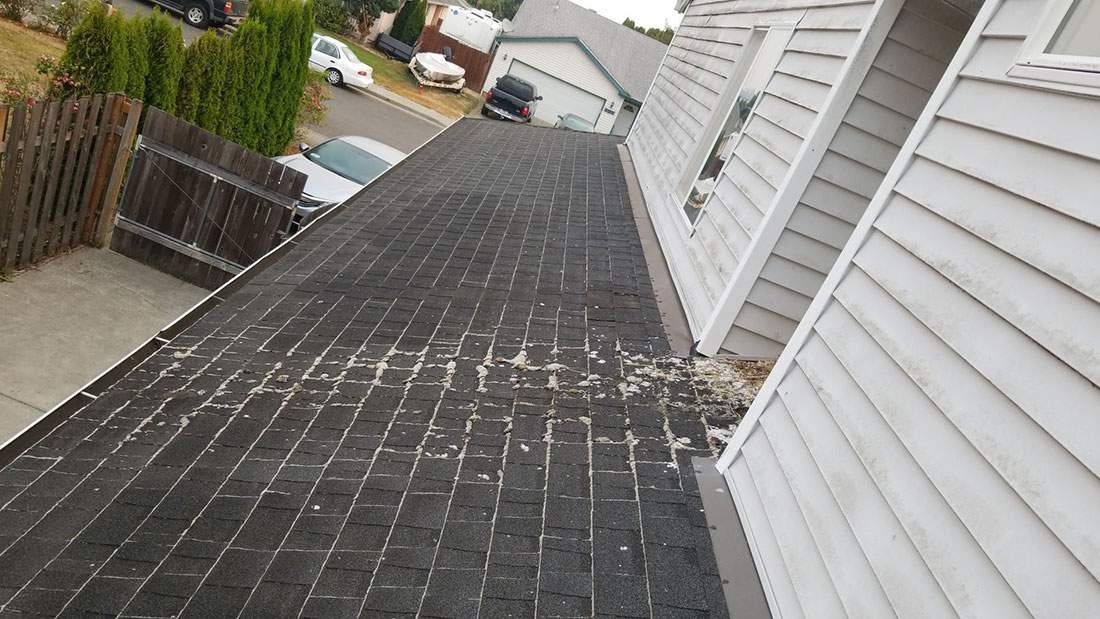 roof maintenance, roof shampoo, roof cleaning, moss removal portland, moss on roof, portland roofing contractor