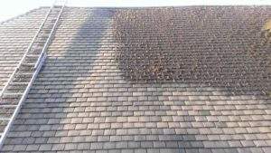Roof Shampoo, roof maintenance, leaky roof repair, gutter cleaning, roof cleaning, how to clean moss off roof, #mceroof, moss removal for roof, portland moss removal, portland roofing contractor