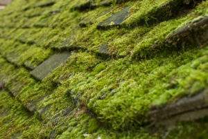 Moss removal