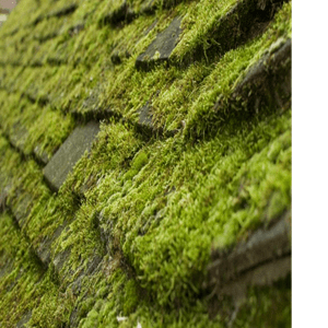 a picture of moss on asphalt roofing shingles